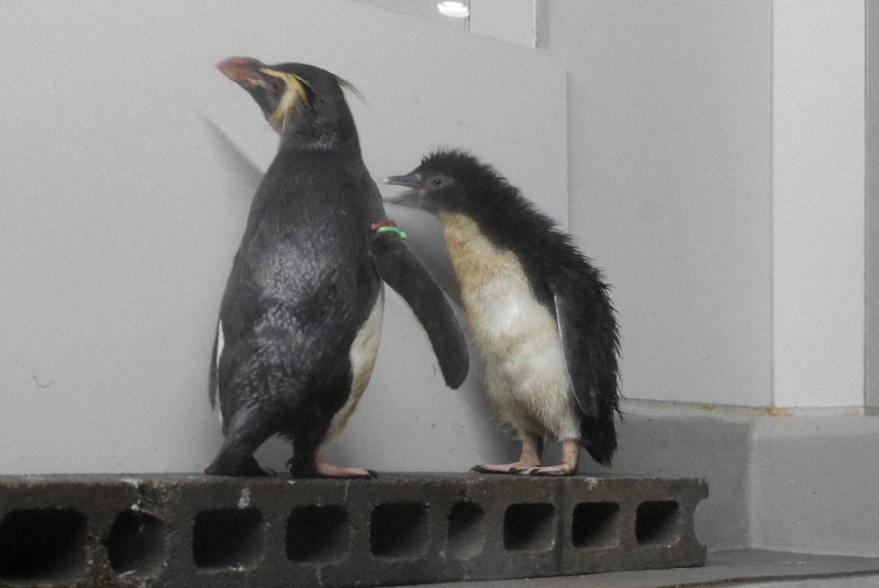 ペンギンのヒナ、23日から一般公開 性格は正反対? 札幌の水族館 | 毎日新聞