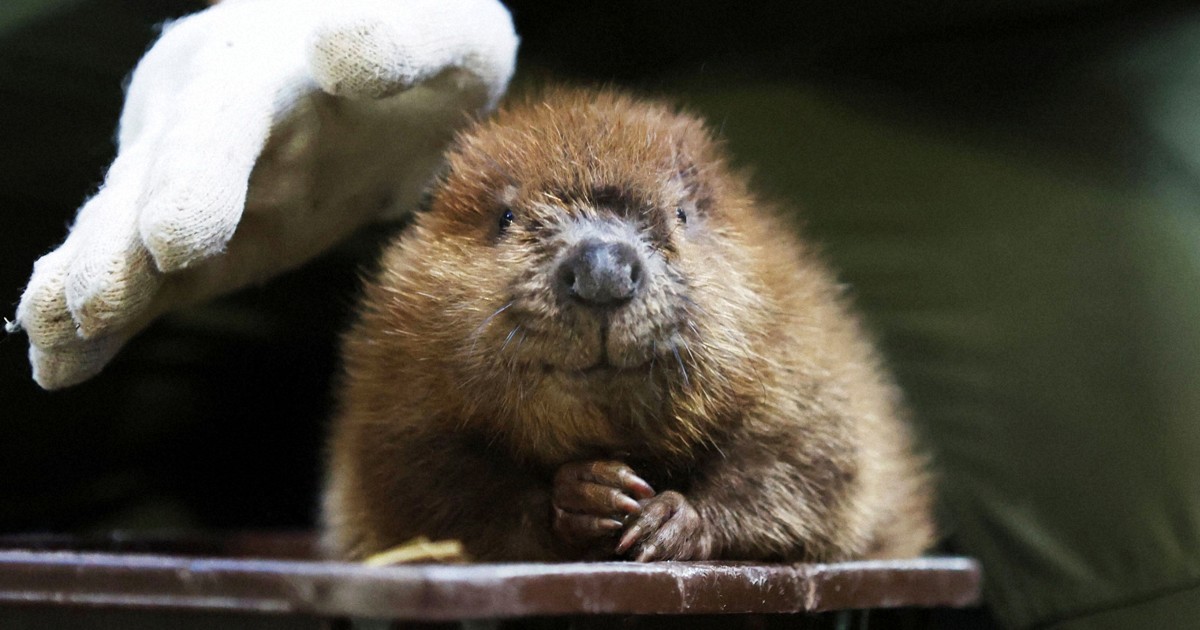 泳いだり、あくびしたり アメリカビーバーの三つ子赤ちゃん [写真特集1