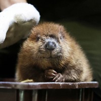 泳いだり、あくびしたり アメリカビーバーの三つ子赤ちゃん [写真特集1