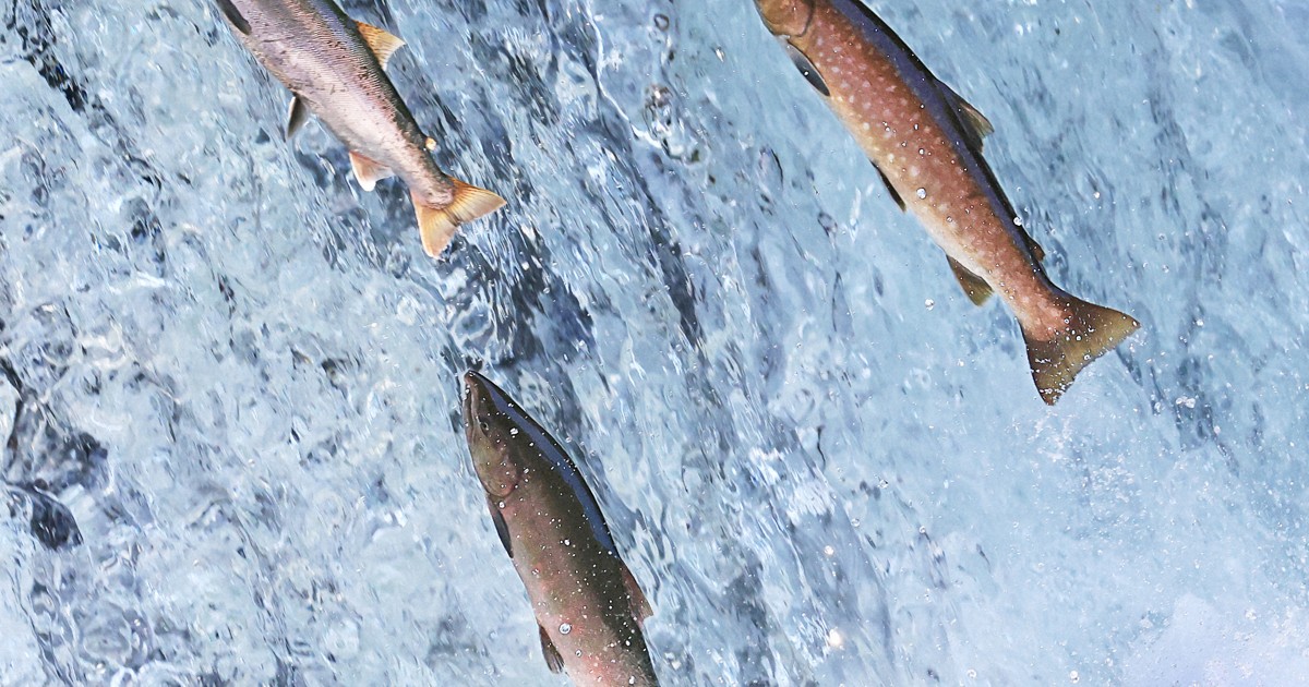 Easy Japanese news in translation: Cherry salmon jumping up falls in Hokkaido river