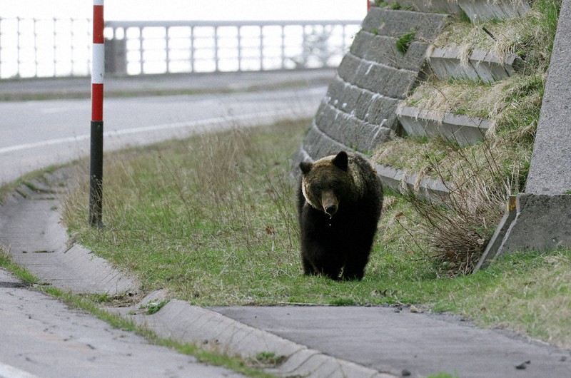 15歳のニュース 人襲うクマ 北海道、東北で被害続く | 毎日新聞