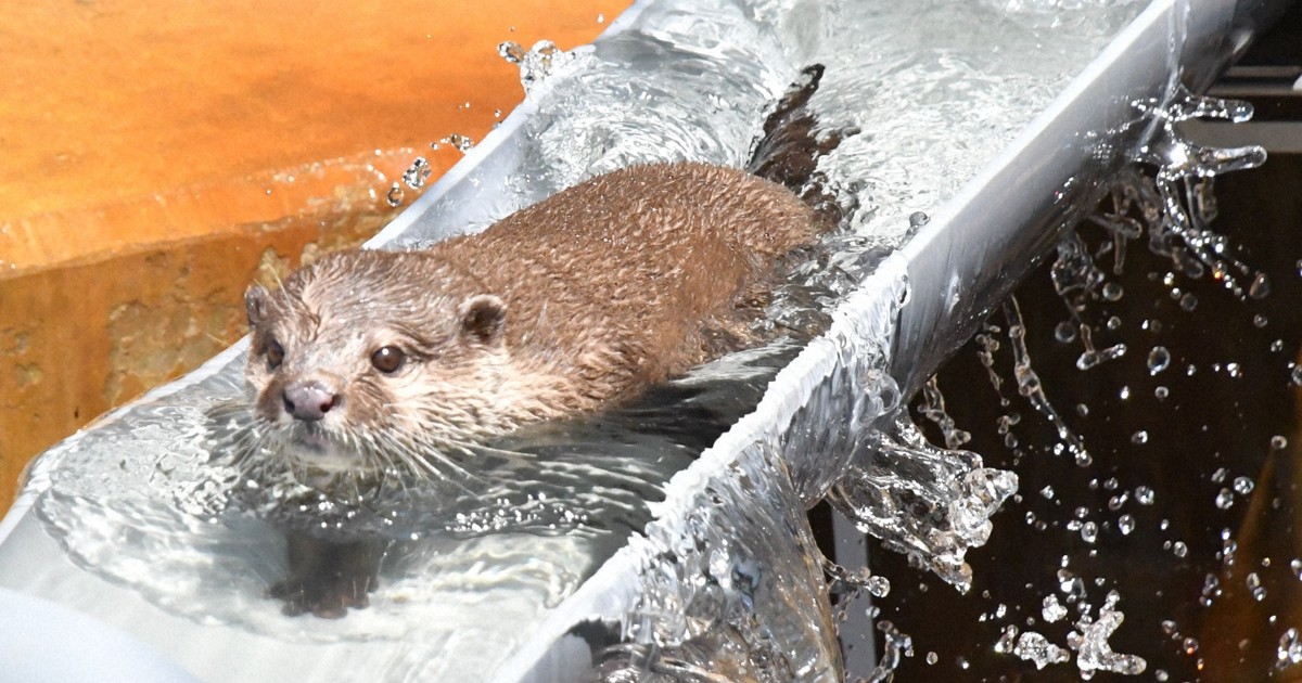 「流しカワウソ」復活　「かわいい」来園者から歓声　市川市動植物園