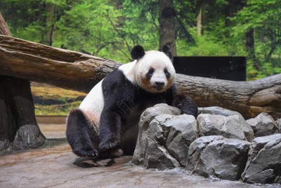 室内展示場にいるレイレイ＝台東区の上野動物園で2025年7月22日午前10時10分（東京動物園協会提供）