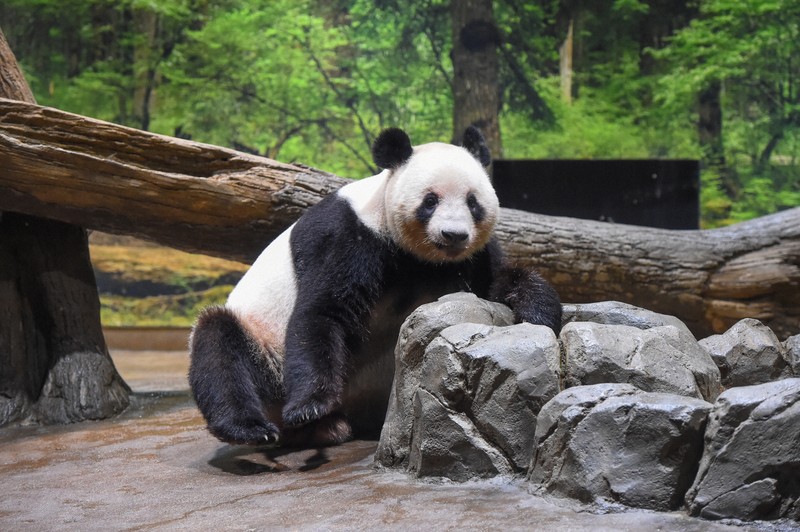 上野・パンダ日記：上野動物園の双子パンダ、冷房が利いた室内で健康