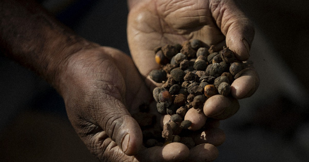 Small Brazilian coffee producers fear for the future after Trump's 50% tariff