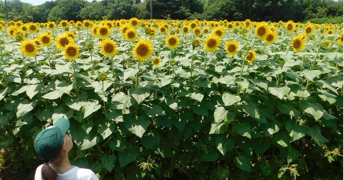 Japan Photo Journal: Tall sunflowers in full bloom at Narita Dream Farm