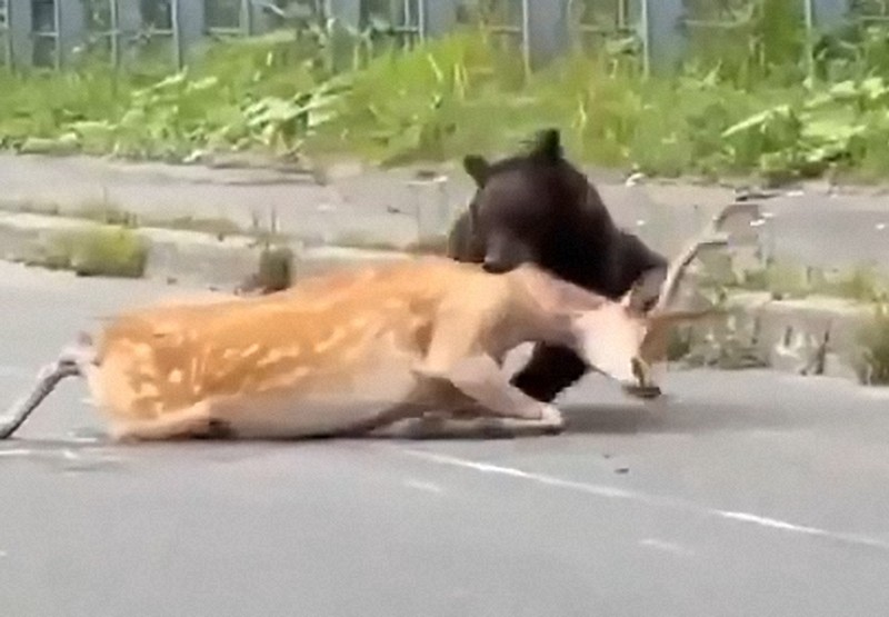 知床の国道でエゾシカの雄をヒグマが襲う 「動けないシカは通報を