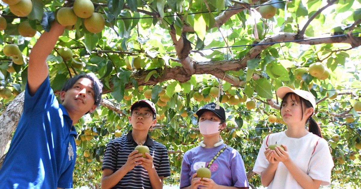 甘いナシ、今年も初出荷　地域ブランド「船橋のなし」　千葉