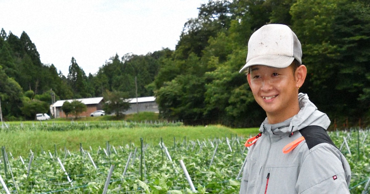 Easy Japanese news in translation: Green peppers ready for shipment in Hyogo Prefecture