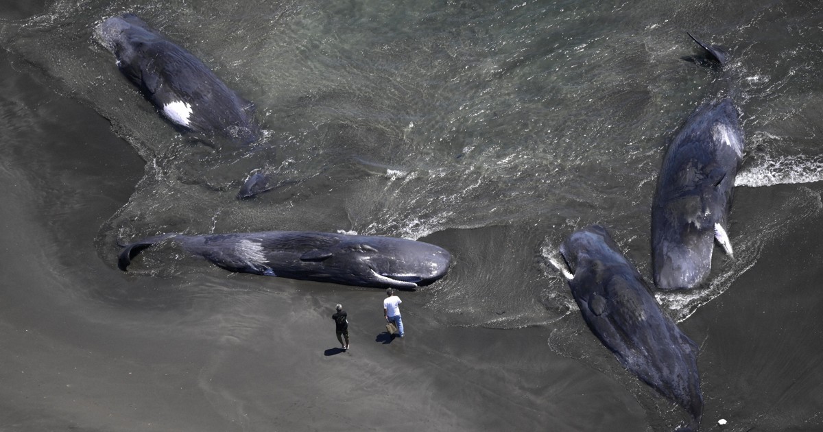 1分で解説＞千葉の海岸でクジラが座礁 地震との関連はあるの？ | 毎日新聞