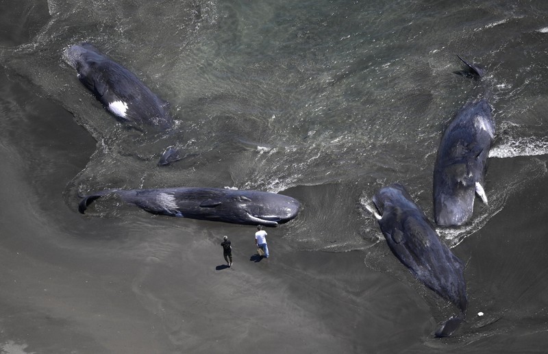千葉でクジラ4頭が座礁 29日に 研究では「地震と相関関係なし」 | 毎日新聞