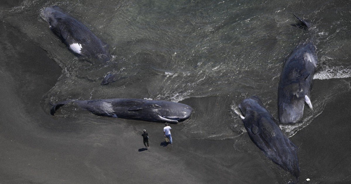 ＜1分で解説＞すでに死んでいた　千葉・館山で打ち上げられたクジラ
