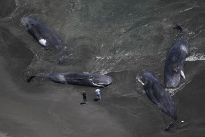 飛ぶ鯨 空飛ぶクジラの街 | アートの輪