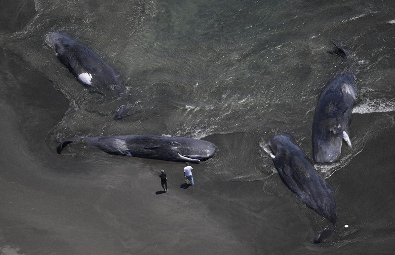 1分で解説＞すでに死んでいた 千葉・館山で打ち上げられたクジラ