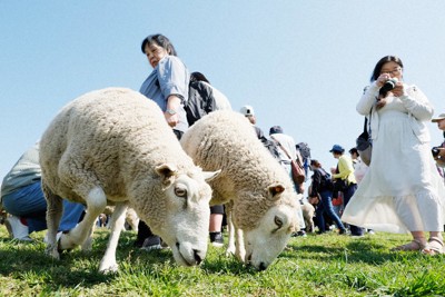 GW限定イベント「ひつじの大放牧」で、草をはむヒツジ＝千葉県富津市のマザー牧場で2025年4月、吉田航太撮影