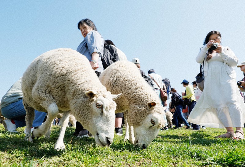 GW限定イベント「ひつじの大放牧」で、草をはむヒツジ＝千葉県富津市のマザー牧場で2025年4月、吉田航太撮影