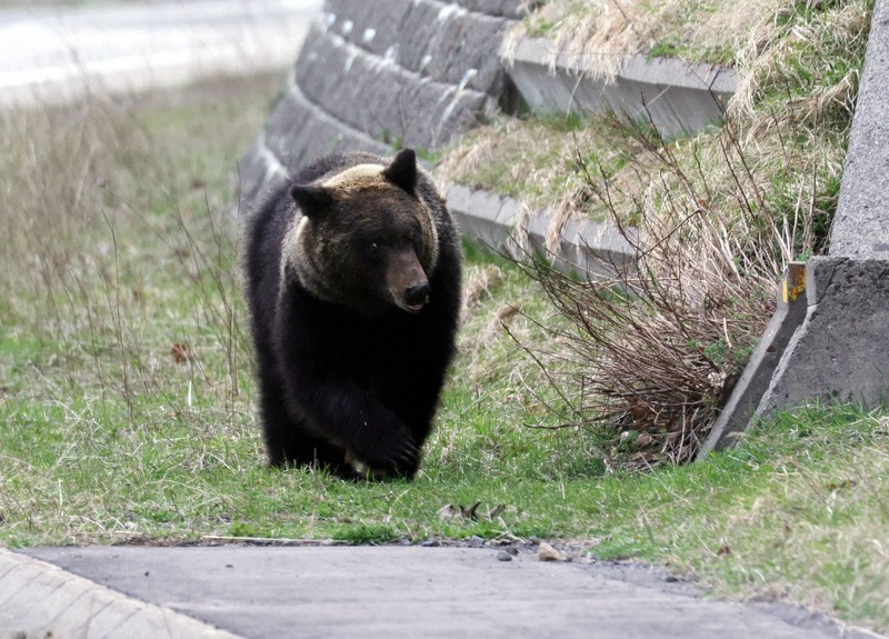 ヒグマ 牙 歯 犬歯(大) 令和6年12月捕獲 北海道 北海道平取町で「ヒグマ注意報」 ベランダにクマの足跡?発見