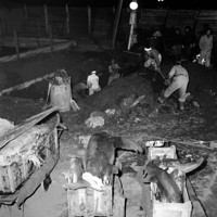 「第五福竜丸」水揚げのマグロやサメを埋める市場職員ら＝東京都中央区築地の東京都中央卸売市場で1954年3月16日、東京本社写真部員撮影