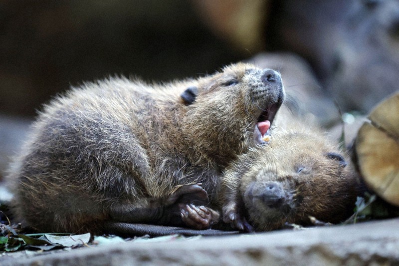 アメリカビーバー：大きくなあれ 8年ぶりにアメリカビーバーの三つ子