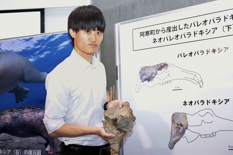 絶滅種「ネオパラドキシア」の化石、日本で初確認 世界4例目 | 毎日新聞