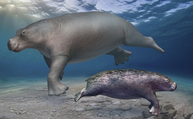 絶滅種「ネオパラドキシア」の化石、日本で初確認 世界4例目 | 毎日新聞