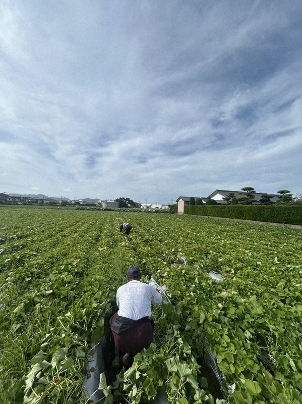 徳島の青果農家、最低賃金上げで人件費100万円増 苦渋の従業員削減