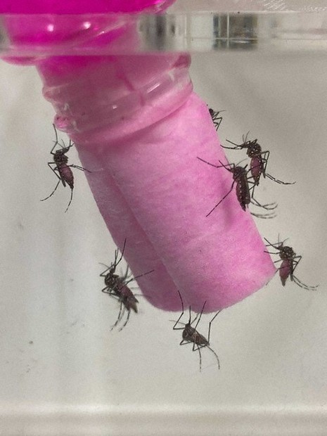 蚊の恋を妨害 繁殖防ぐ仕組み発見 名古屋大教授らの研究チーム | 毎日新聞