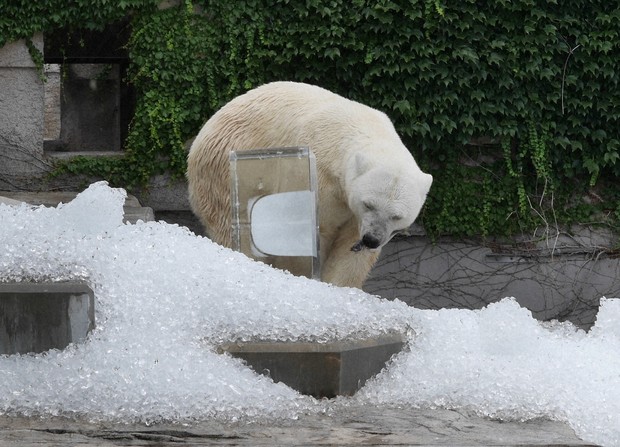 Christmas in August? Japan zoo's bears, elephants given ice blocks