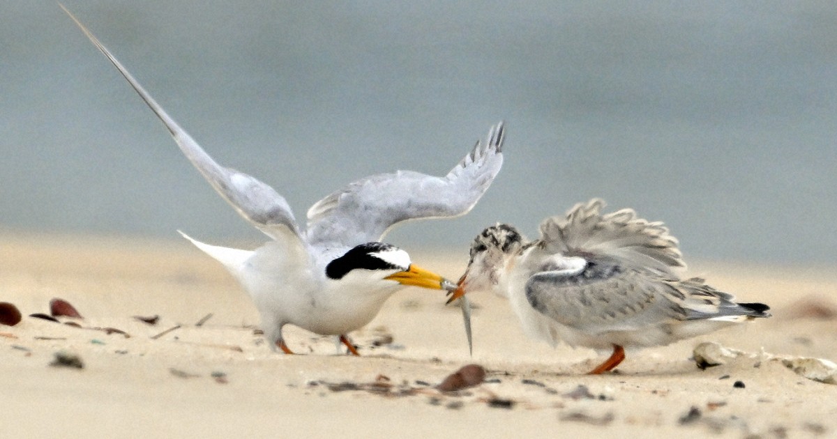Easy Japanese news in translation: Little terns successfully raise chicks in city of Fukuoka