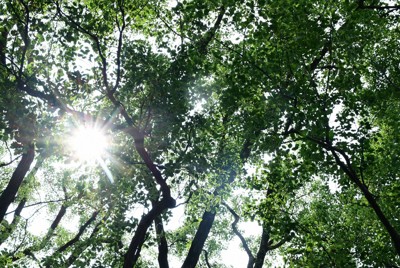 山王神社の境内入り口にそびえ立つ被爆クスノキ。樹齢約500～600年で、被爆して一度枯れ木となるも再び新芽をつけ成長を続けてきた＝長崎市で2025年6月30日、北山夏帆撮影