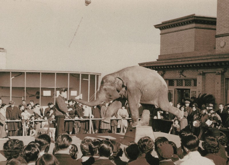 屋上にいた戦後の希望 ゾウ「タカちゃん」の写真募集、11月まで 日本橋
