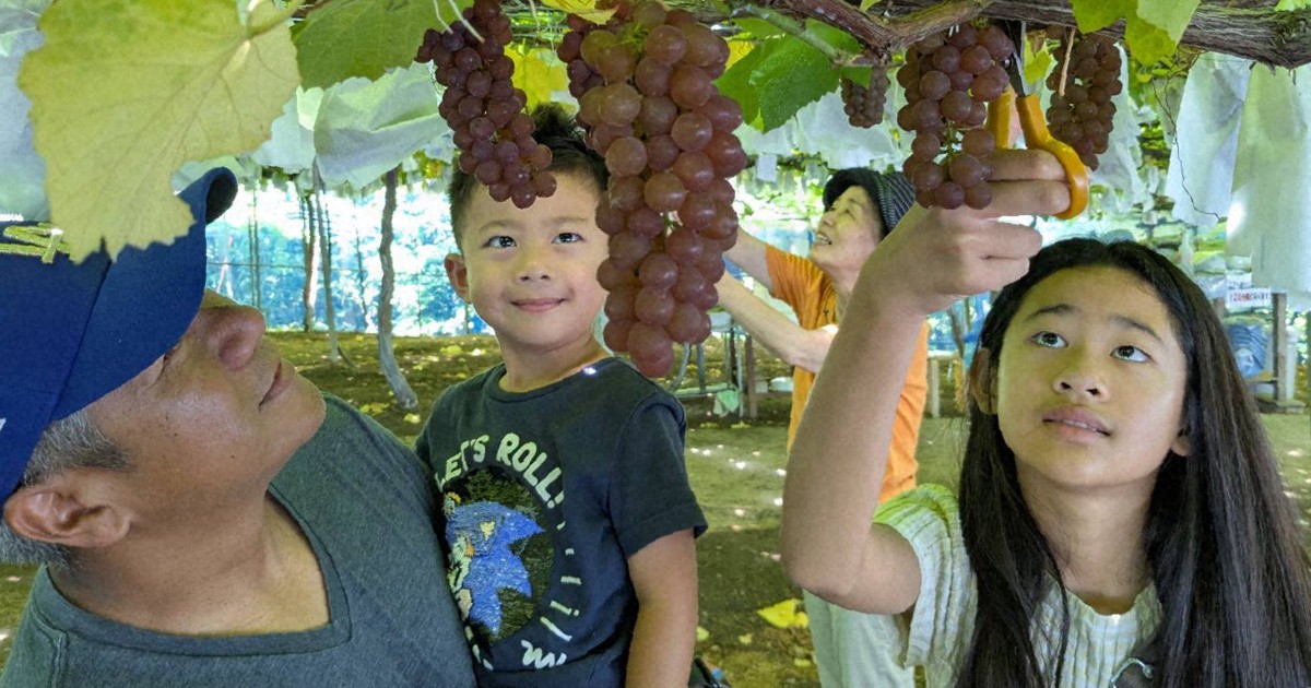 Easy Japanese news in translation: People enjoy grape picking at farm in Mie Prefecture