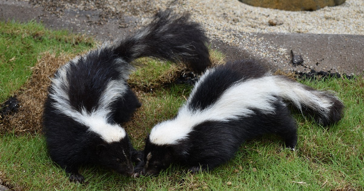 ビーバーたちが