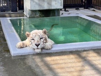 国内最高齢ホワイトタイガー 「カーラ」20歳に 人間なら100歳 東武動物