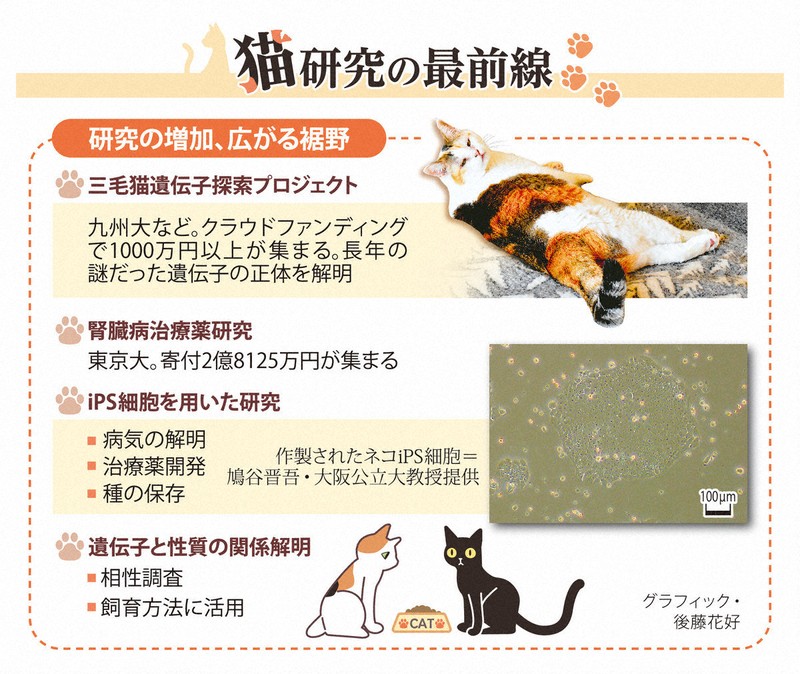 猫の診療最前線 【公式通販】