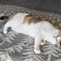 毛布の上でくつろぐ三毛猫。長年の謎だった茶色と黒の毛色を決める遺伝子の正体が解明された＝大阪府内で2024年12月3日、菅沼舞撮影