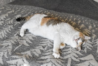 毛布の上でくつろぐ三毛猫。長年の謎だった茶色と黒の毛色を決める遺伝子の正体が解明された＝大阪府内で2024年12月3日、菅沼舞撮影