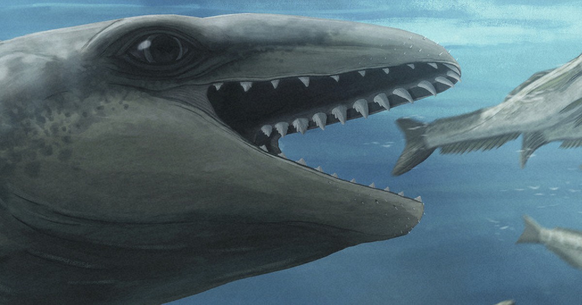 Scientists discover an ancient whale with a Pokemon face and a predator bite