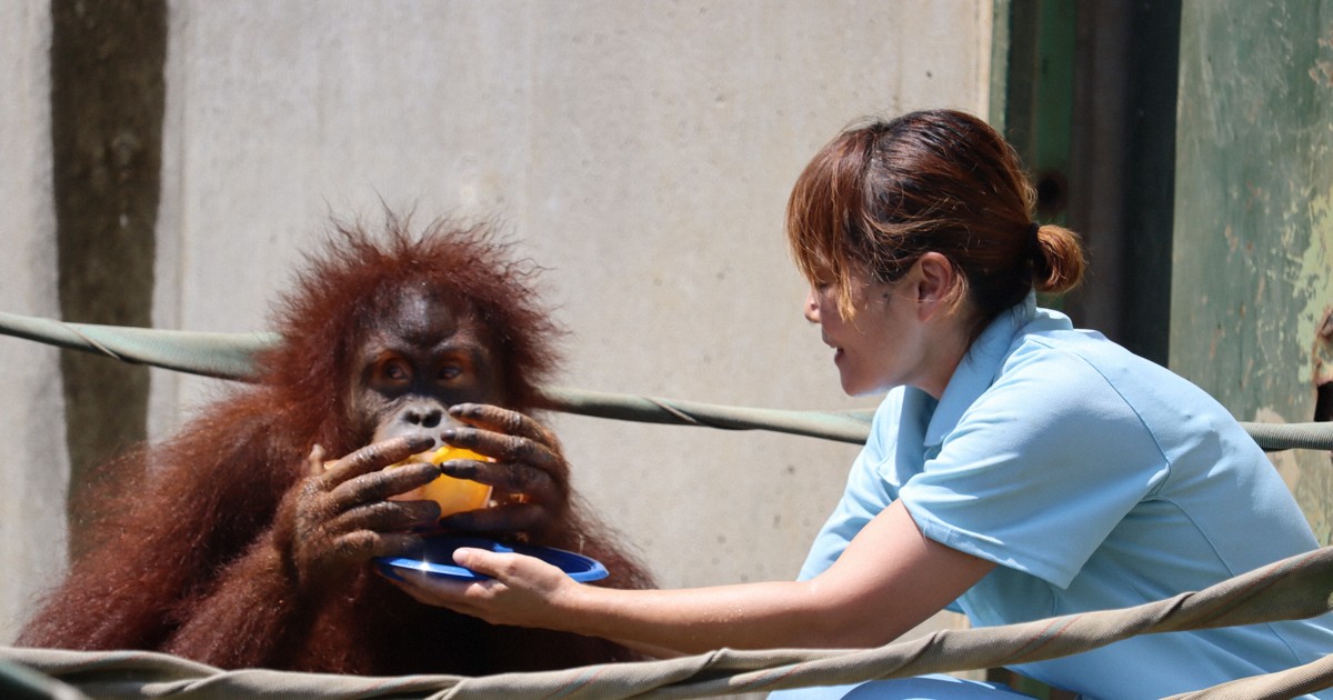 氷のケーキで涼んで オランウータンのポポちゃんにプレゼント 千葉