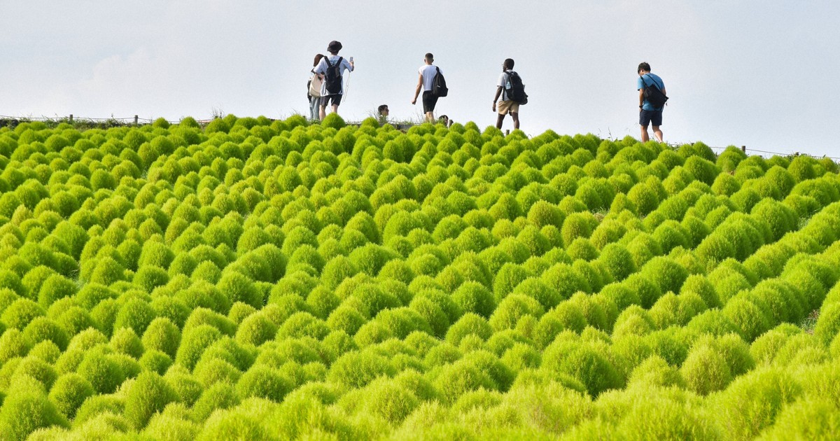 真夏の日差しで一面さわやかな緑色 ひたち海浜公園でコキア見ごろ