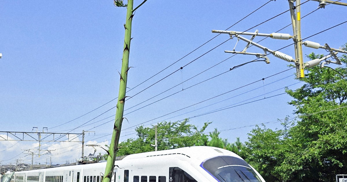 数十年に1度咲く? リュウゼツラン、駅ホームで黄金色に輝く 福岡