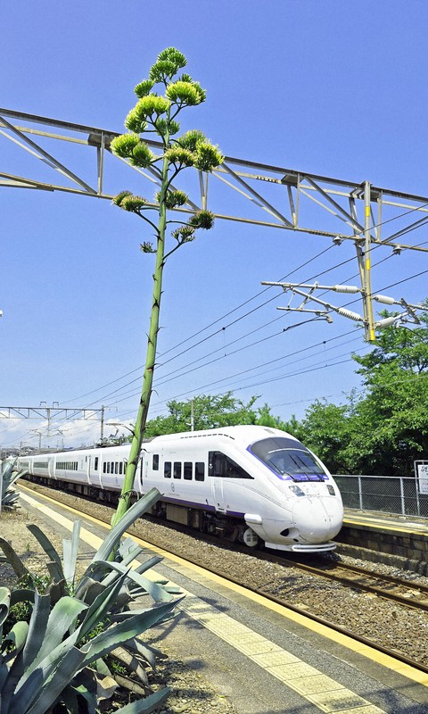 数十年に1度咲く? リュウゼツラン、駅ホームで黄金色に輝く 福岡