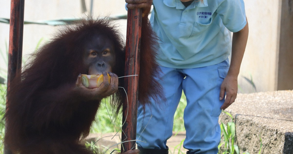 Easy Japanese news in translation: Orangutan gets 'ice cake' at zoo in Chiba Prefecture