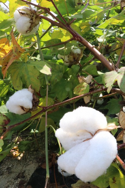 1本でも協力を」60年ぶりに綿花栽培の全国調査 奈良でサミット | 毎日新聞
