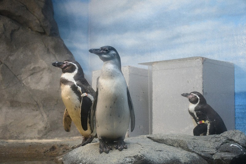 すくすく成長中 ペンギンに愛称を 新江ノ島水族館が募集