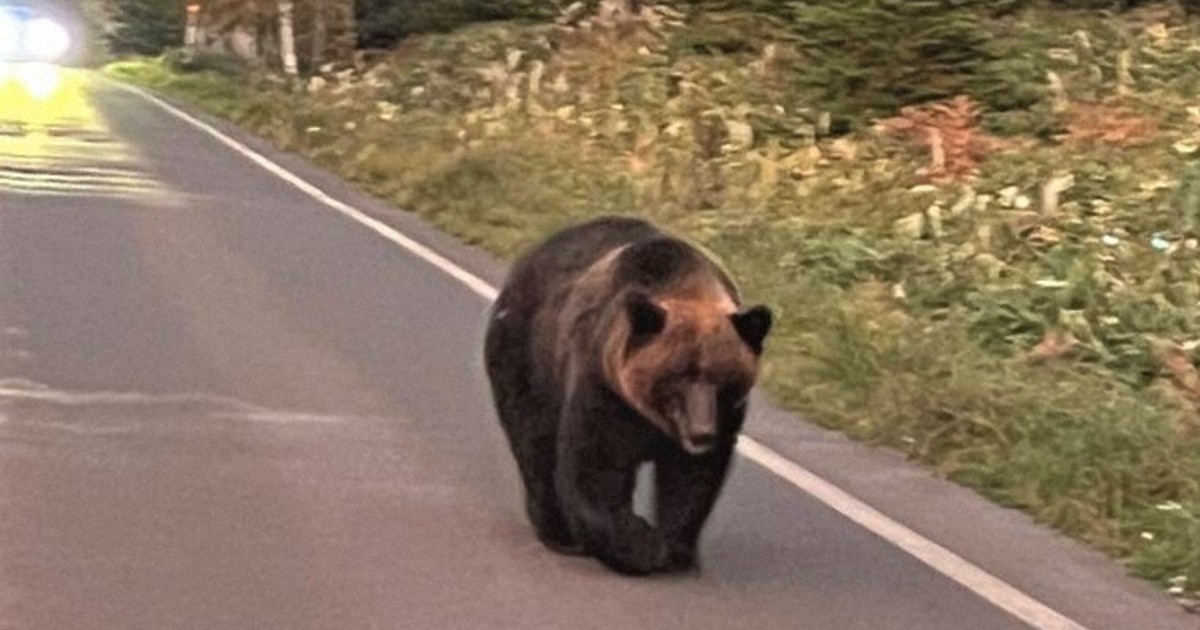 襲撃したクマは有名な「岩尾別の母さん」　愛好家「距離感まひした」