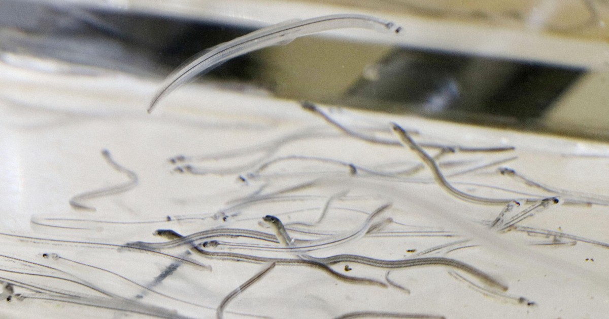 19 tons of unreported eel catches distributed in Japan in 2011-2024