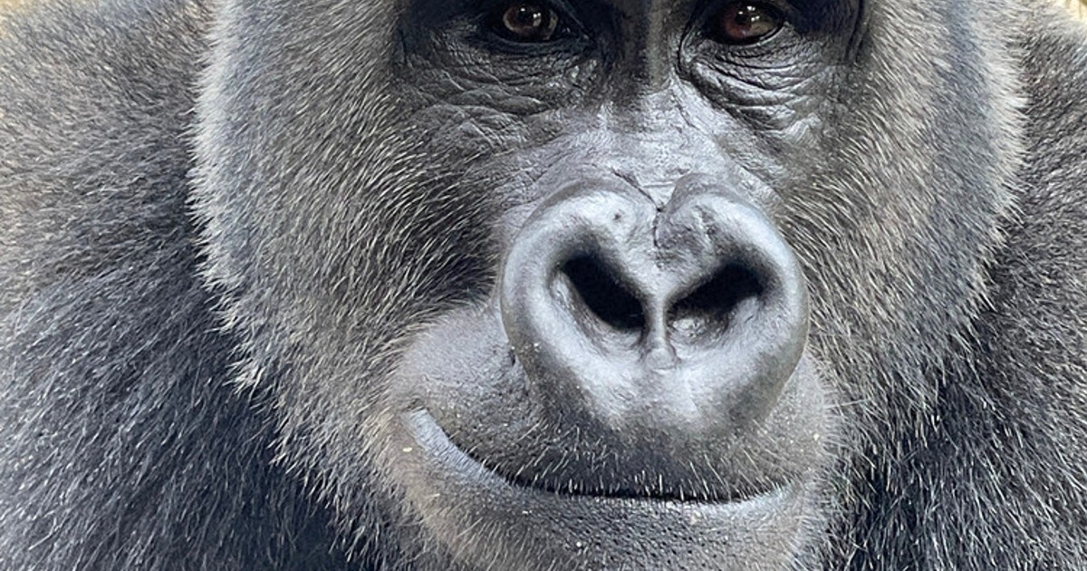 パパになれるかゲンタロウ 京都市動物園ゴリラ、10月上野へ ／京都