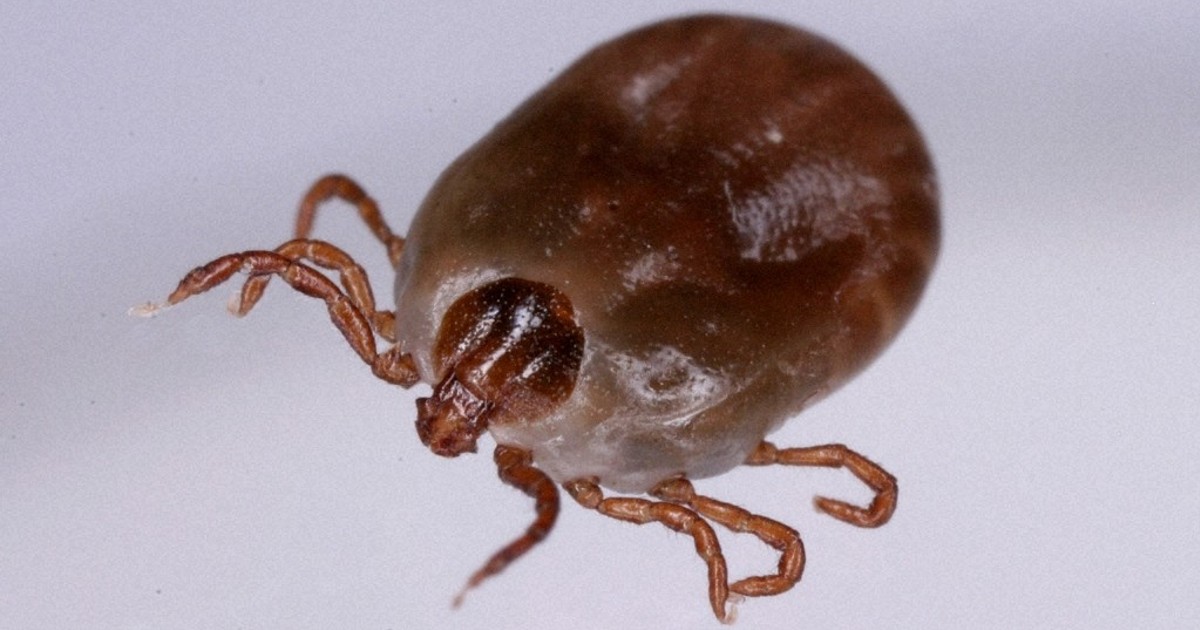 Editorial: Preventing tick-borne diseases vital as Japan infections hit record high