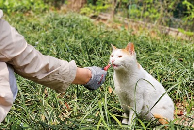 「キャットマム」からおやつをもらう地域猫　NNA撮影